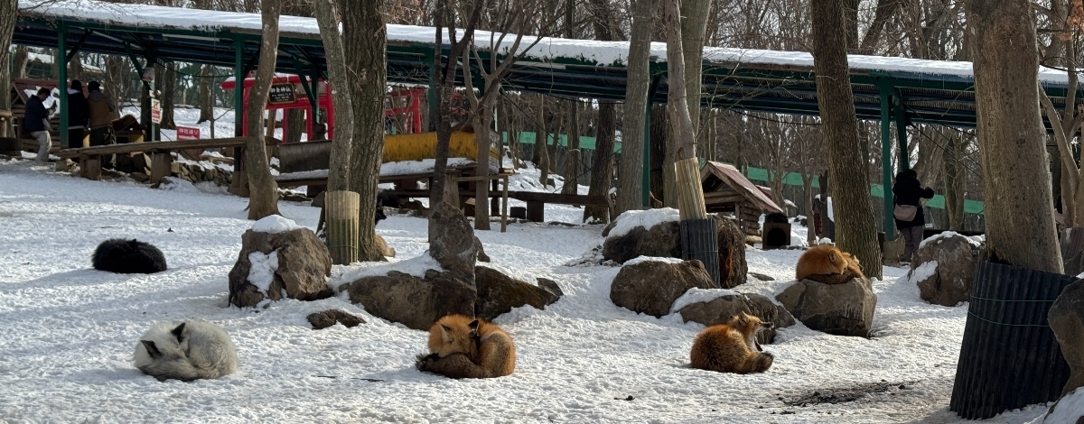 藏王狐狸村