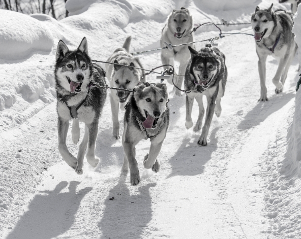 SKILAND滑雪→冰屋酒吧+極地狗拉雪橇+酒店晚餐+珍娜溫泉等待極光