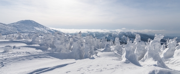 藏王樹冰