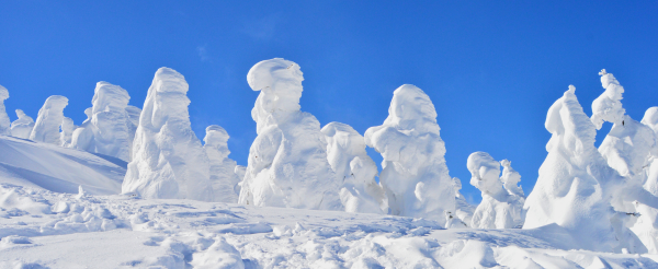 休息日、大家可以一起前往 藏王樹冰、銀山溫泉、天童溫泉觀光 (或可以前往雪場繼續滑雪)