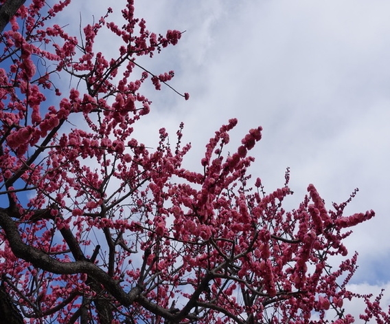 東京上野自由購物→機場→台北 