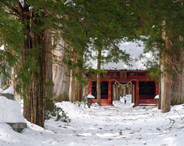 觀光~地獄谷野猴公苑或長野市區觀光(善光寺、小布施町)→戶隱神社(奧社)、鏡池