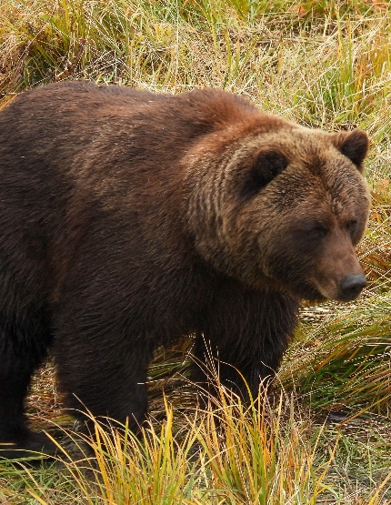 Alaska Wildlife Conservation Center、慧蒂爾、當地商場逛逛買買