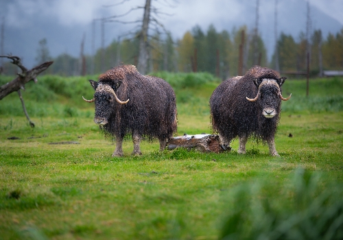 Alaska Wildlife Conservation Center、慧蒂爾、當地商場逛逛買買