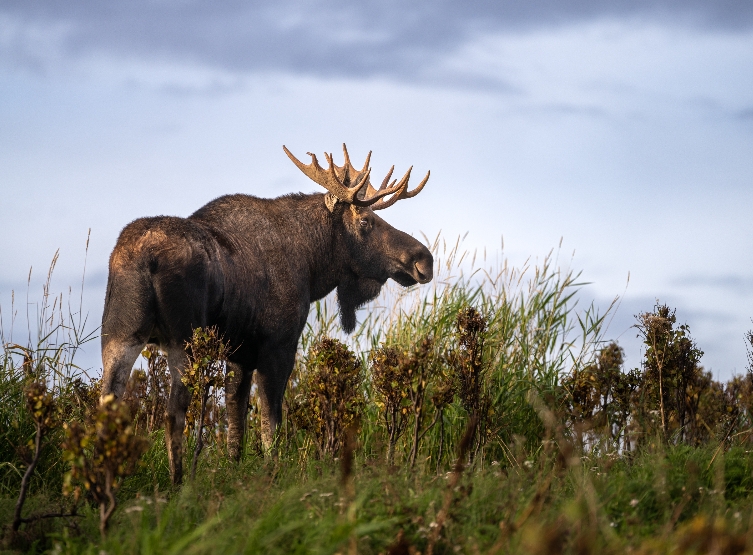 Alaska Wildlife Conservation Center、慧蒂爾、當地商場逛逛買買